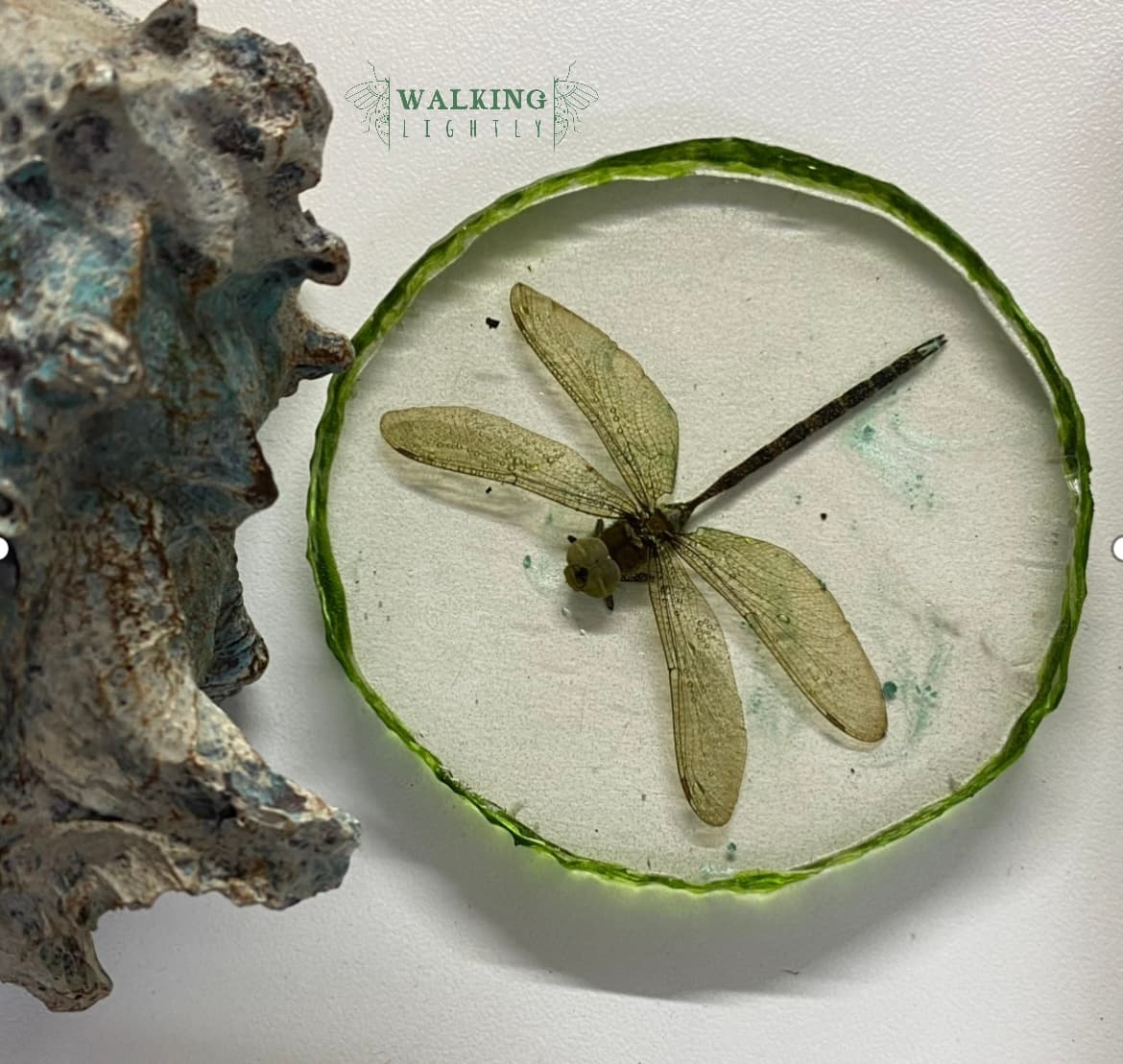 Dragonfly Coaster